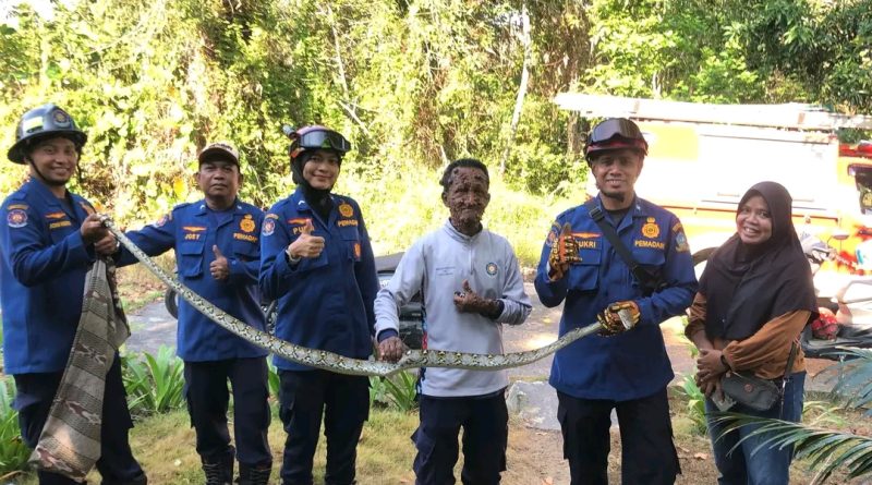 Ular Sanca 1,5 Meter Terjerat di Kandang Ayam, Damkar Tanjung Uban Bergerak Cepat
