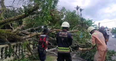 Pohon Mangga Tumbang Timpa Garasi dan Tutup Akses Jalan di Tanjung Uban Selatan, Damkar Bergerak Cepat