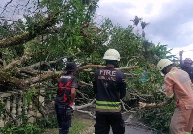 Pohon Mangga Tumbang Timpa Garasi dan Tutup Akses Jalan di Tanjung Uban Selatan, Damkar Bergerak Cepat
