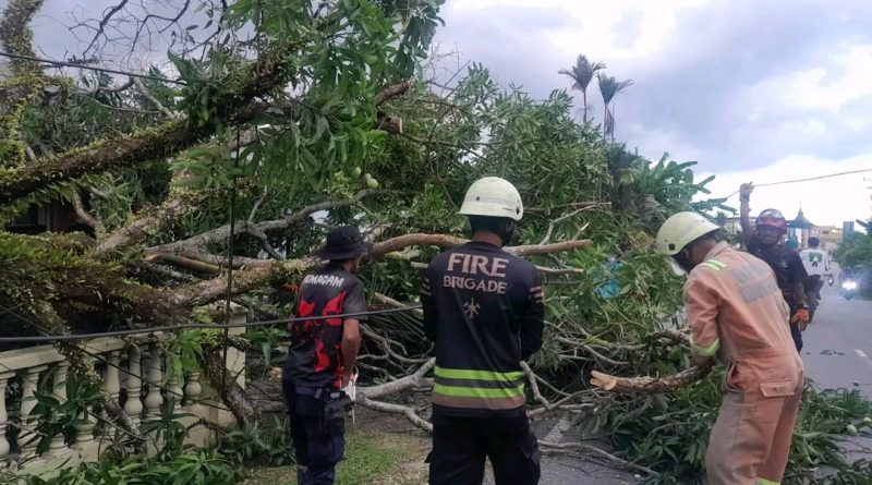 Pohon Mangga Tumbang Timpa Garasi dan Tutup Akses Jalan di Tanjung Uban Selatan, Damkar Bergerak Cepat