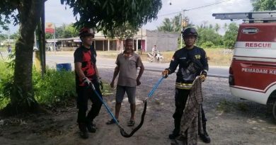 Ular Cobra Sepanjang 1 Meter Masuk Warung Makan, Damkar Tanjung Uban Bergerak Cepat Lakukan Evakuasi