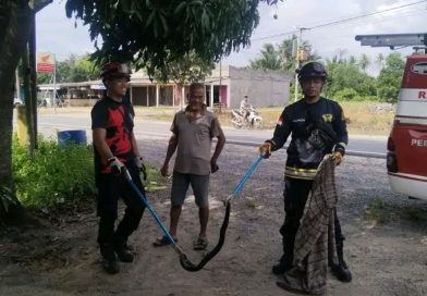 Ular Cobra Sepanjang 1 Meter Masuk Warung Makan, Damkar Tanjung Uban Bergerak Cepat Lakukan Evakuasi