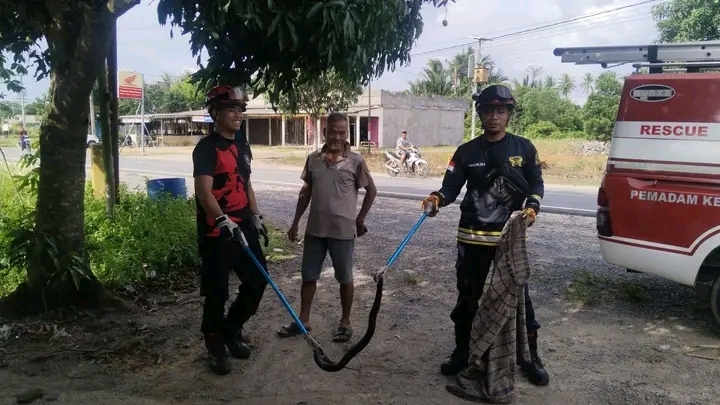 Ular Cobra Sepanjang 1 Meter Masuk Warung Makan, Damkar Tanjung Uban Bergerak Cepat Lakukan Evakuasi