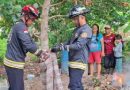 Ular Cincin Emas Masuk Permukiman, Damkar Tanjung Uban Bergerak Cepat Evakuasi di Teluk Sasah