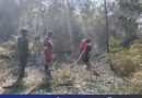 Damkar Lingga Berhasil Jinakkan Kebakaran Lahan 1,5 Hektare di Singkep Barat