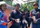 Tiga Anak Kucing Terjepit di Atap Kanopi, Damkar Tanjung Uban Bergerak Cepat Lakukan Evakuasi