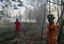 Damkar Bintan Berhasil Padamkan Kebakaran Lahan di Teluk Sebong, Sekitar Setengah Hektare Semak Belukar Terbakar