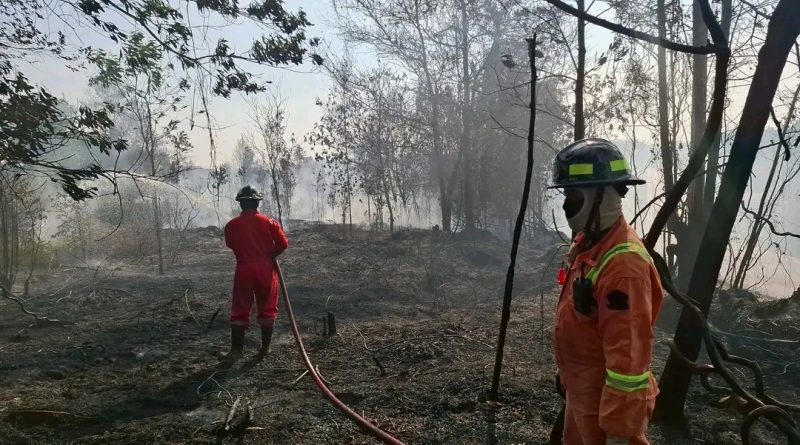 Damkar Bintan Berhasil Padamkan Kebakaran Lahan di Teluk Sebong, Sekitar Setengah Hektare Semak Belukar Terbakar