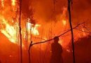 Kebakaran Lahan di Tanjung Uban Timur, Api Hanguskan Sekitar 1 Hektare Semak Belukar