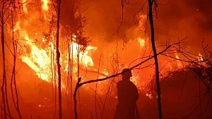 Kebakaran Lahan di Tanjung Uban Timur, Api Hanguskan Sekitar 1 Hektare Semak Belukar
