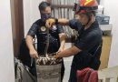 Bikin Geger Penghuni Rumah, Ular Piton 1,5 Meter Bersembunyi di Lemari Sepatu