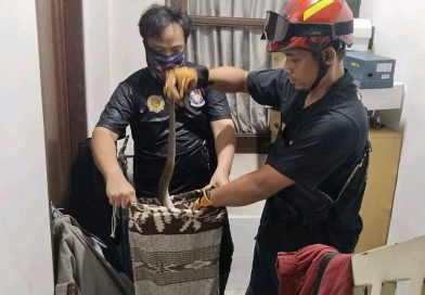 Bikin Geger Penghuni Rumah, Ular Piton 1,5 Meter Bersembunyi di Lemari Sepatu