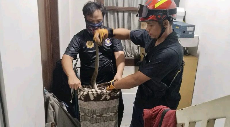 Bikin Geger Penghuni Rumah, Ular Piton 1,5 Meter Bersembunyi di Lemari Sepatu