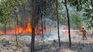 Kebakaran Lahan di TPU Bintan Utara, Api Hanguskan Setengah Hektare Semak Belukar