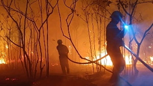 Kebakaran Lahan Terjadi di Tiga Titik di Busung, Api Berhasil Dipadamkan dalam 1 Jam Lebih