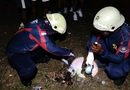 Tawon Vespa Bersarang di Puskesmas Sebong Lagoi, Damkar Turun Tangan