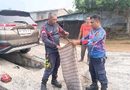 King Cobra 1,5 Meter Bersembunyi di Kolong Mobil Warga Tanjung Uban