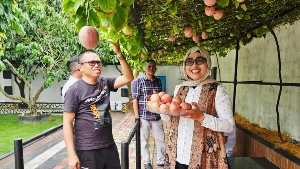 Ceria Panen Markisa di Pekarangan Rumah, Sekda Misni Kagumi Ketekunan Ady Indra Pawennari